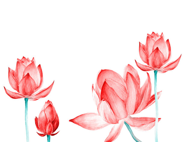 一套水彩植物插画荷花粉红色。邀请设计元素图片下载