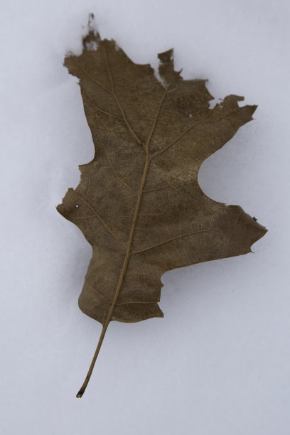 雪中的橡树叶图片下载