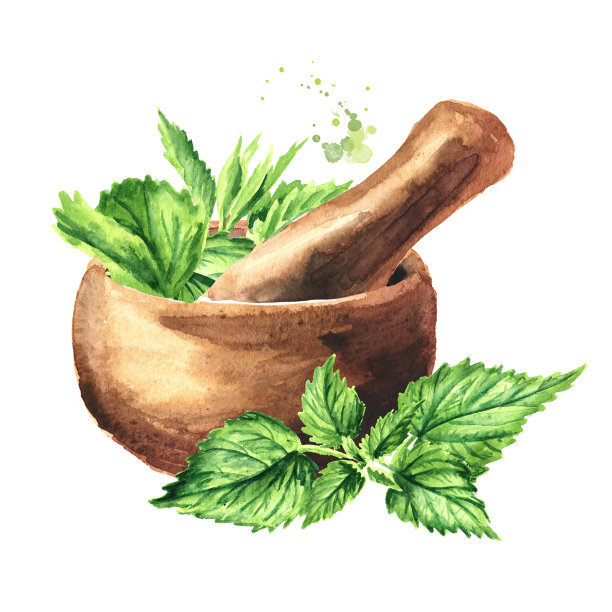 灰泥和新鲜的绿色荨麻嫩药草。手绘水彩插图，孤立的白色背景图片下载