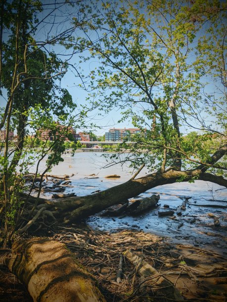 从罗斯福岛到波托马克河沿岸的低潮图片下载