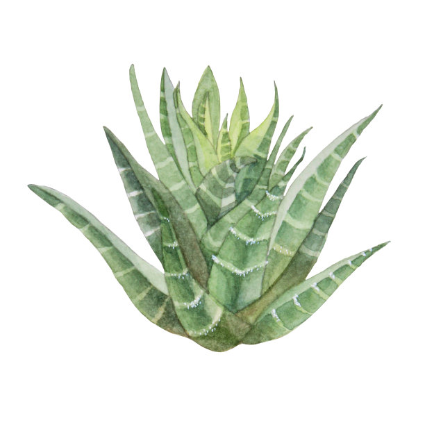 水彩手绘绿色多肉植物，有芦荟或家植物孤立在白色的背景。用于卡片、贴纸、墙纸、纺织品或包装的艺术创作的自然对象。图片下载