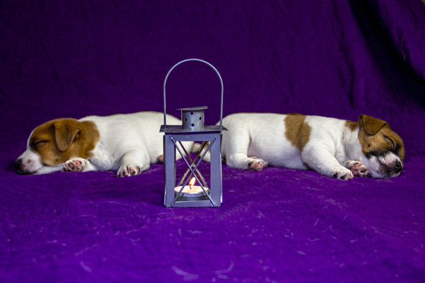 两只小狗杰克罗素梗睡在紫色的床罩上图片下载