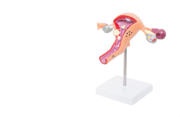 在白色背景上模仿生殖的女性系统。妇科女性疾病的概念，炎症过程和癌症，复制空间图片下载