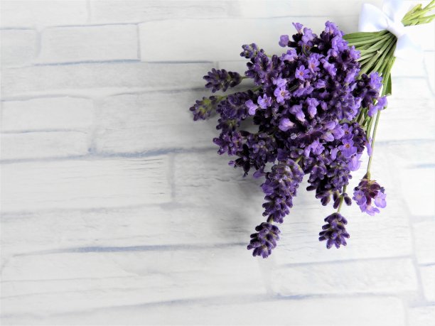 紫花植物靠墙特写图片下载