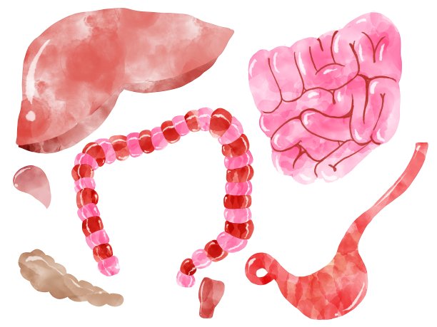 内脏，人体内脏解剖图图片下载