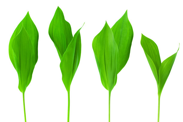 绿叶设置白色背景孤立特写，新鲜的草，草本插图，植物小枝，花枝，树芽，嫩枝，天然叶片，花卉设计元素，农业幼苗图片下载