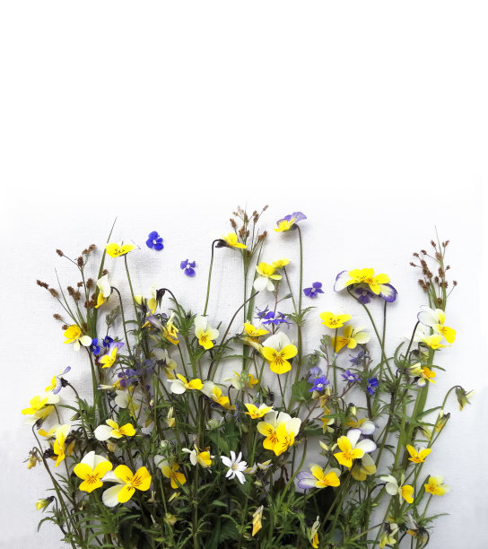 收藏草药，勿忘我，森林紫罗兰图片下载