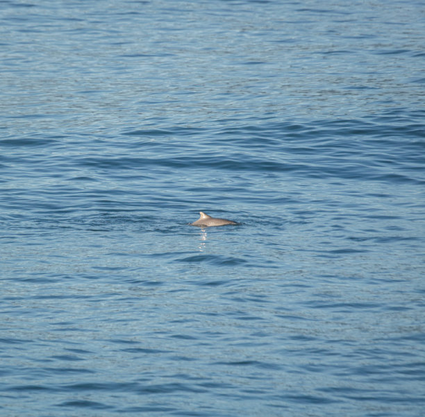 海豚在图片下载
