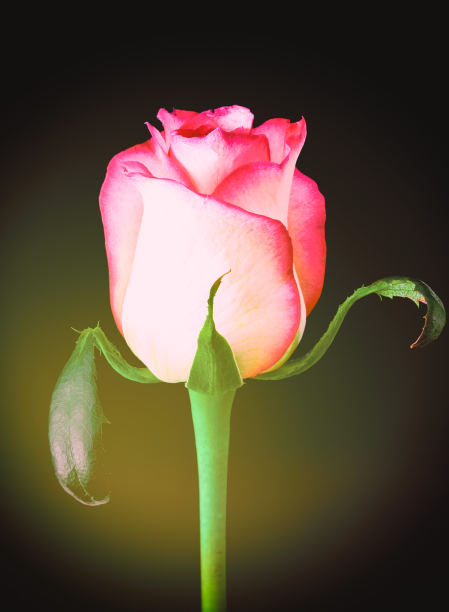 玫瑰花双曝光图片下载