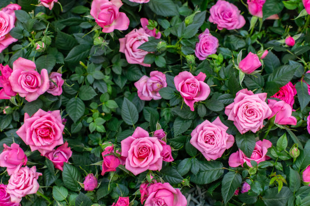 开花的玫瑰，新鲜的绿色灌木，粉红色的花朵。开花的花园玫瑰的小花序。自然背景图片下载