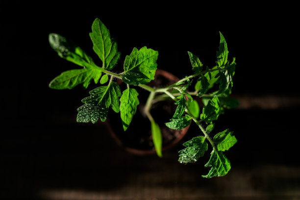 从上面看，在深色的桌子上有一株番茄幼苗图片下载