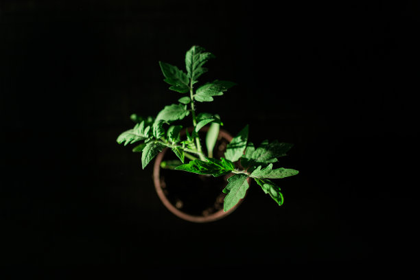 从上往下在黑地上的小番茄植株图片下载