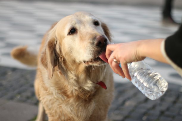 渴了的狗图片下载