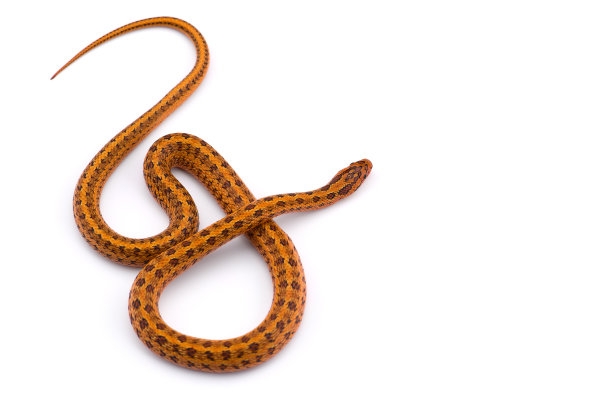 草原鼠蛇俯视图孤立在白色背景图片下载