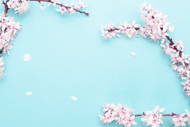 樱花的背景与花盛开和四月花的自然蓝色。美丽的景色与盛开的树。复活节晴天。果园抽象模糊的背景。春天。图片下载