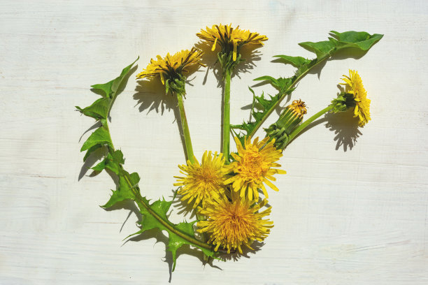 白色木质背景上的蒲公英图片下载