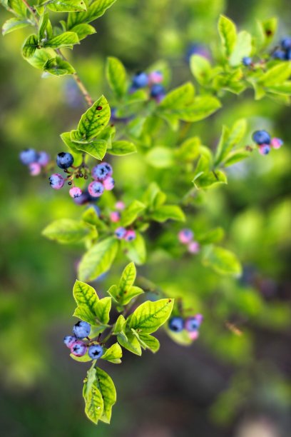 绿枝上的蓝莓图片下载