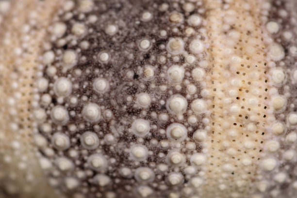 黄色和黑色的骨架图案。关闭消除歧义作为背景。特写背景的贝壳的骨架在阴影紫色。棘皮门的特写。干海胆图片下载