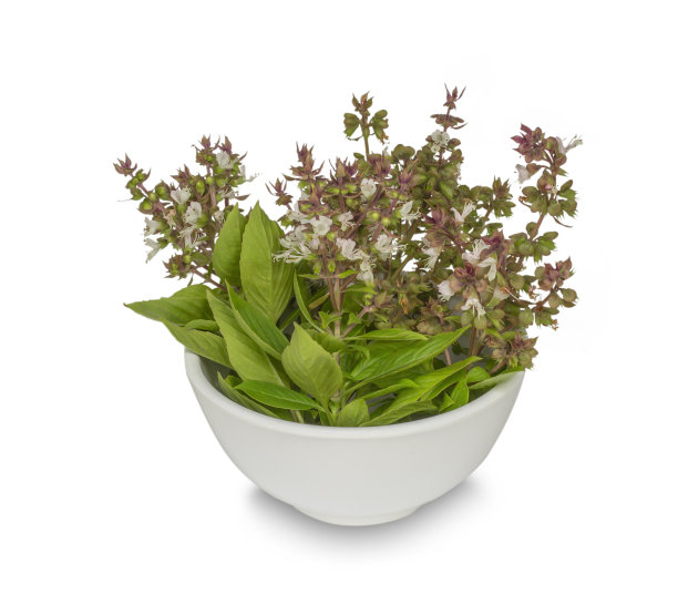 甜罗勒花(Ocimum basilicum Linn)孤立在白色背景。罗勒树是一种泰国草本植物，有很多好处，有缓解腹胀和排出肠道的特性。图片下载