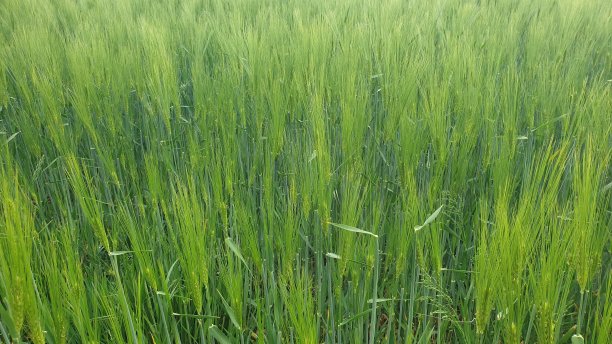 绿色的作物图片下载