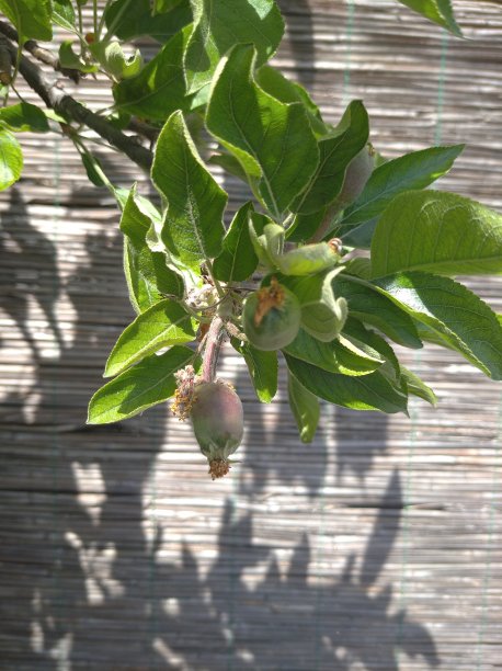 在有机城市梯田上，苹果枝与年轻的绿色果实和树叶图片下载