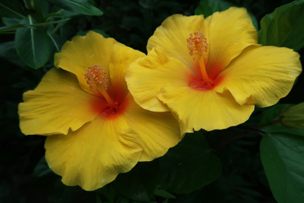 黄色的木槿花/蜀葵树生长在夏季风景花园的图像，近距离的木槿照片对模糊的树叶背景图片下载