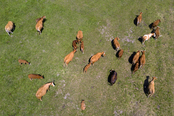 绿色牧场中的肉牛，鸟瞰图图片下载