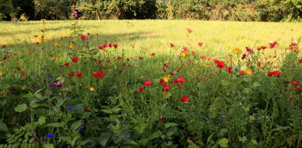 华丽的草地图片下载