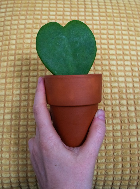 详细的近距离拍摄的心脏形状的多汁在一个锅在女人的手。图片下载