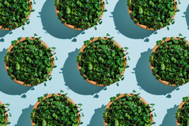 图案木制碗与新鲜有机萝卜微绿色图片下载