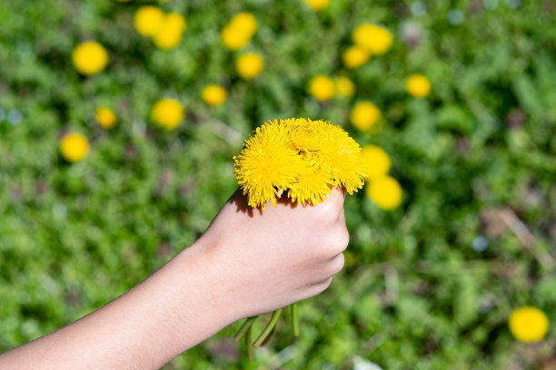 一桶黄色的蒲公英图片下载