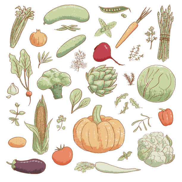 收集手绘流行卡通复古风格蔬菜和烹饪香草，矢量插图图片下载