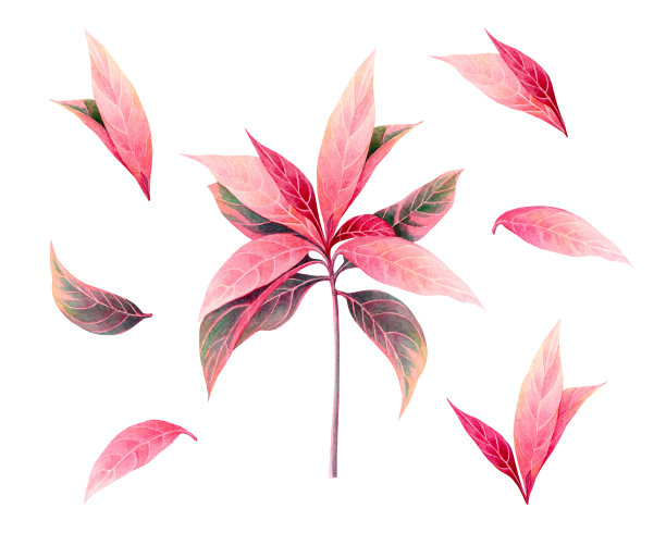 水彩画粉红色的叶子，树孤立在白色的背景。水彩画插图热带，阿罗哈异国树叶为墙纸复古夏威夷风格图案。剪切路径图片下载