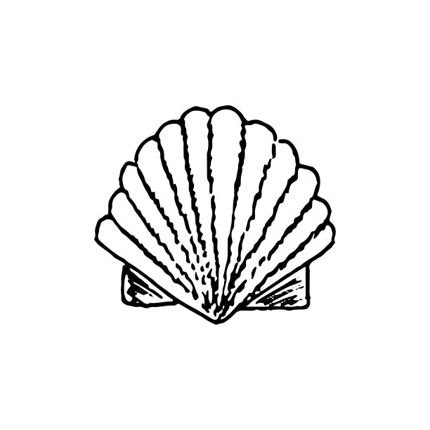 海洋贝壳与珍珠孤立在白色的背景。矢量手绘插图在现实主义素描涂鸦风格。沙滩概念、收藏、水下动物、潜水、纪念品图片下载