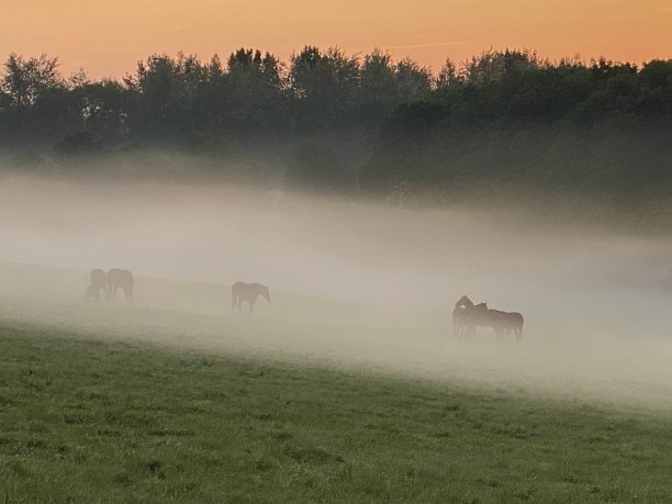 在一个有雾的早晨的马图片下载