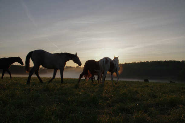 在一个有雾的早晨的马图片下载