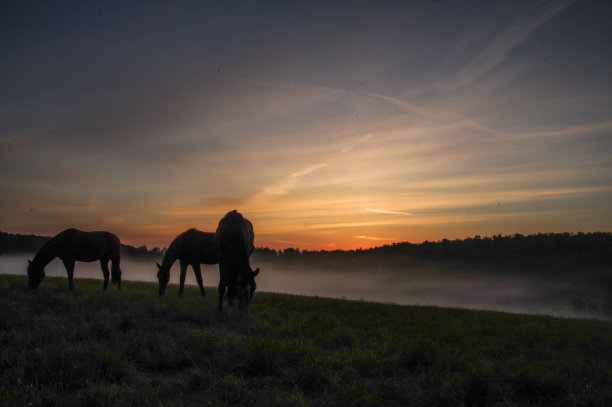 在一个有雾的早晨的马图片下载