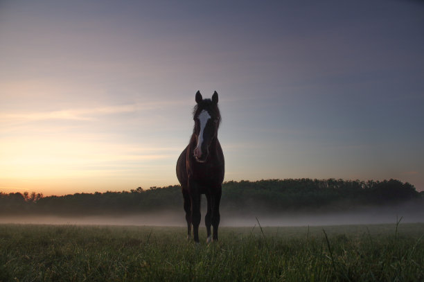 在一个有雾的早晨的马图片下载