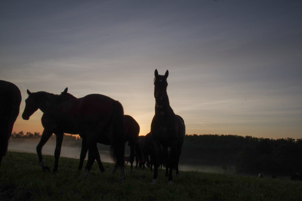 在一个有雾的早晨的马图片下载