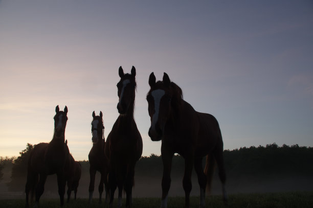 在一个有雾的早晨的马图片下载