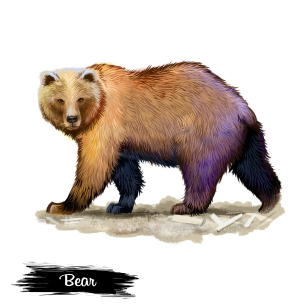 熊孤立在白色背景数字艺术插图。褐色皮毛的野生哺乳动物，四爪猎熊，毛茸茸的野兽，动物园里常养的大型动物，濒临灭绝的香料图片下载