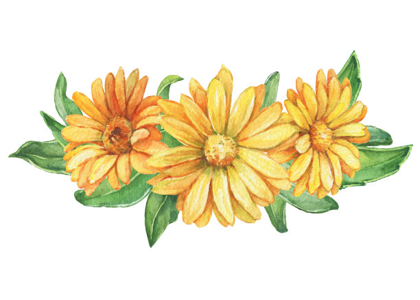 桔黄色金盏菊花(也称金盏花、金盏花、金盏花)。水彩手绘插图孤立的白色背景。图片下载
