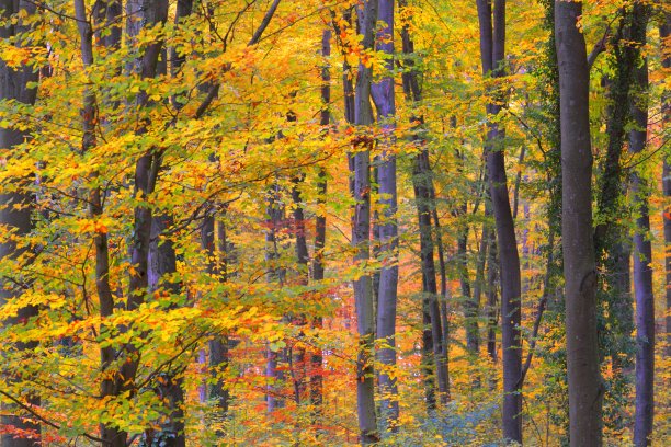 墙上的彩色山毛榉树，树干特写。田园诗般的秋景。绿色，红色，橙色和黄色的叶子。自然的模式。环境保护主题。德国海德堡图片下载