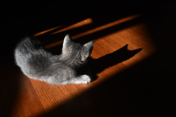 啤梨小猫图片下载