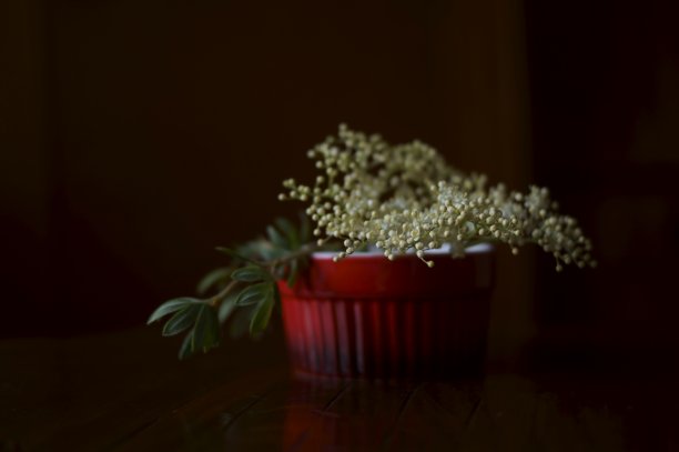 美丽的背景与震惊的花(sambuus nigra)图片下载