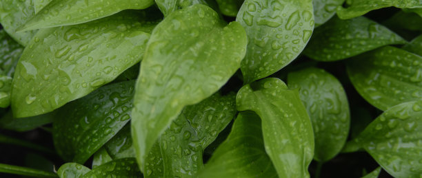 雨后青翠，玉簪背景图片下载