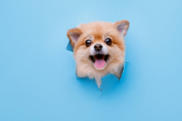 可爱的毛茸茸的博美犬狗的肖像爬出洞在彩色的背景。小微笑的狗在明亮时髦的蓝色背景。文本的空闲空间。图片下载
