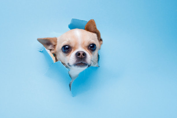 可爱的小狗吉娃娃爬出洞的肖像在彩色的背景。小微笑的狗在明亮时髦的蓝色背景。文本的空闲空间。图片下载
