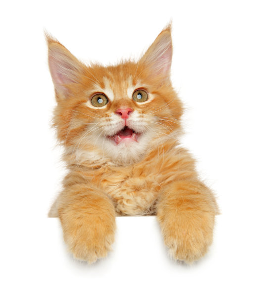 缅因猫在横幅上图片下载