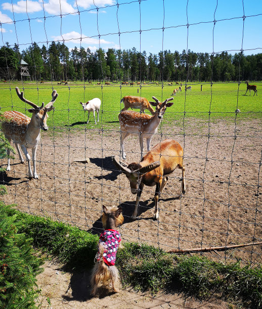 自然保护区中的轴心鹿图片下载